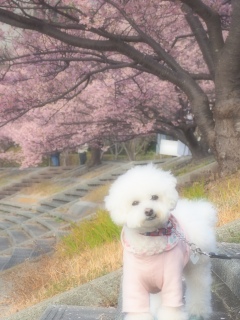 �݂Ȃ݂̍��@���F�̗m���ł��o����