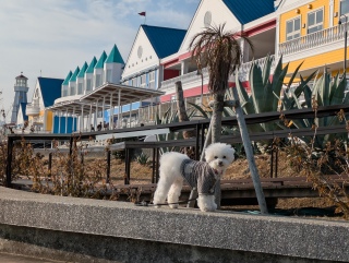 �ɓ��}�����^�E��