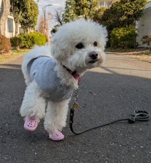 �g���������ɂ��U��