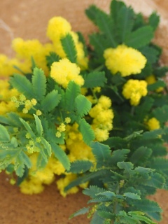 ���N�̃~���U�͍炫����������