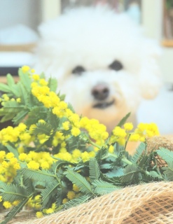 ���[�X�͂ނ�|�C�̂ŃX���b�O�Ŋy������