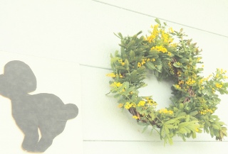 ���N�̃��[�X�̓V���{�V���{