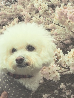 �ЂƑ������t�߂����ɉ��