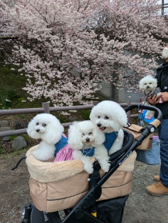 �t�߂����̉��Ŋ������ĉ�