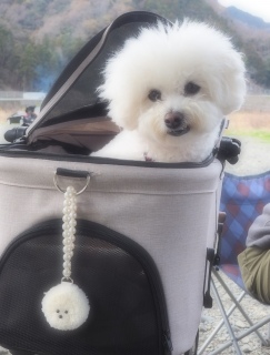 Daycamp���J�[�g������Ɗy�����