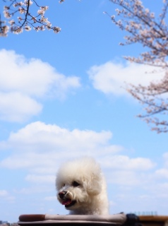 ���s�N�j�b�N�ɍs���Ă�����〜