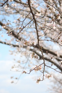 ��T�̍������炫����