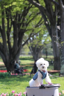 �`���[���b�v