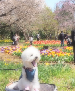 �`���[���b�v���J��������