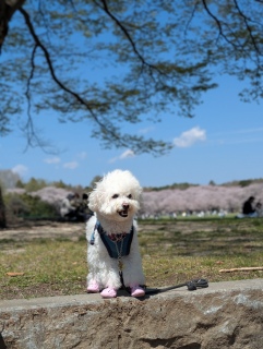 �C�����ǂ��󂾂�����