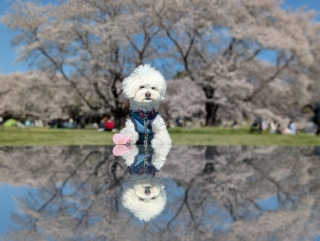 ����ŎB���Ă�����`