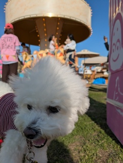 �J���}�`�Ń����[�S�����h