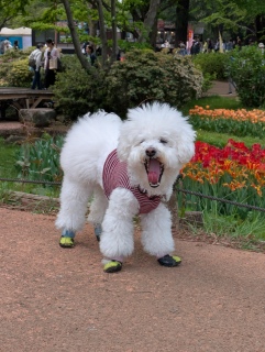 �`���[���b�v�͏I���ɋ߂�������`