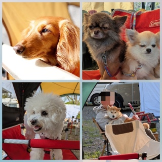 camp�̂��F�B