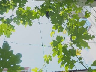 ���N�̓S�[���Ƀ`�������W