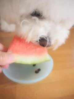 �X�C�J🍉��D���Ȕ������