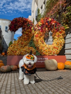 THE HALLOWEEN  2026